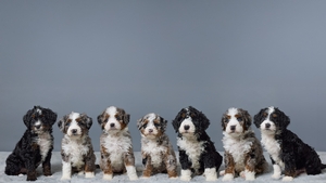 Buddy and Paris Bernadoodles